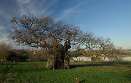 The Bowthorpe oak, probably England's oldest oak tree