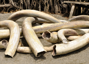 Proposed Ivory Regulations